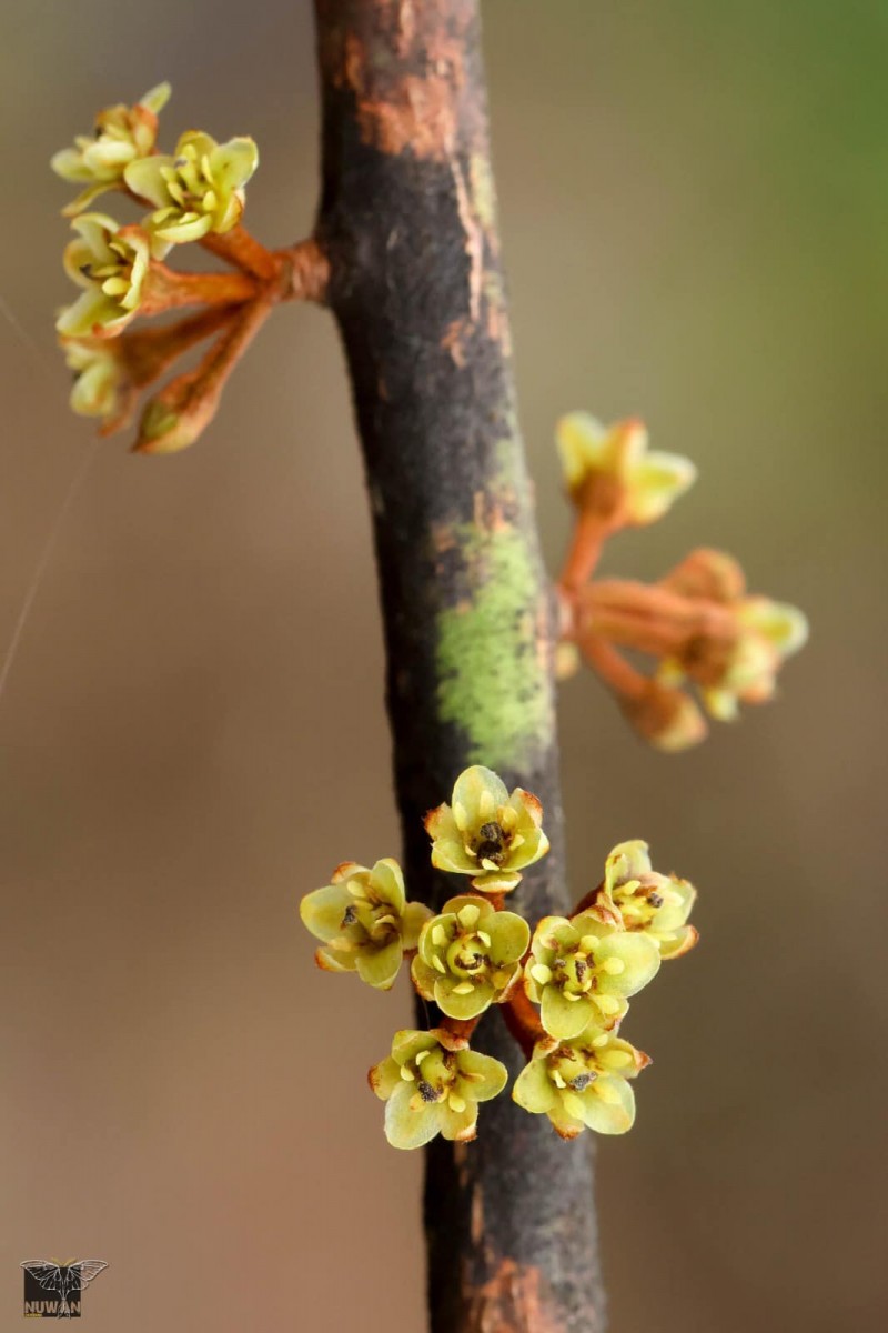 Actinodaphne molochina Nees